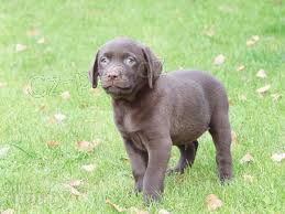 Dob�e vycvi�en� �t��ata labradorsk�ho retr�vra