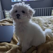 �istokrevn� malt�zsk� �t��ata