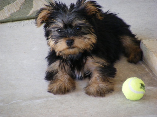 Prod�m roztomil� �t���tka jork��rsk�ho teri�ra.