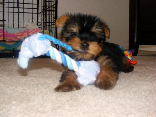 Prod�m �t��ata socializovan�ho jork��rsk�ho teri�ra.