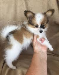 �t��ata papillona pZdrav� �t��ata Papillona p�ipravena k prodeji�ipravena k prodeji