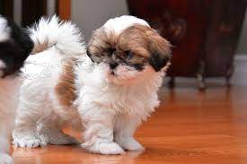 ڞasn� �t��ata Shih Tzu k dispozici.