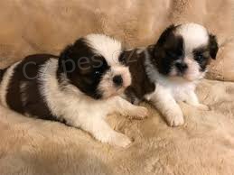 ڞasn� �t��ata Shih Tzu k dispozici.