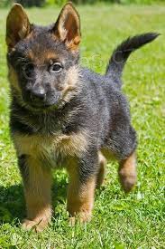 K dispozici �t��ata n�meck�ho ov��ka.