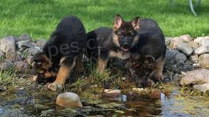 K dispozici �t��ata siln�ho n�meck�ho ov��ka.