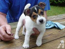�t��ata Jack Russell na prodej �t��ata