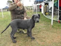 dob�e vycvi�en� �t��ata n�meck� dogy na prodej.