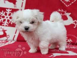 Zdrav� malt�zsk� �t���tka jsou nyn� k dispozici.