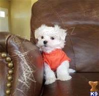 Zdrav� malt�zsk� �t���tka jsou nyn� k dispozici.