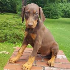 �t��ata dobrmana na prodej