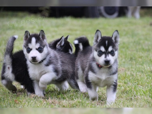Sibi�sk� husky �t�n�tko - fenka