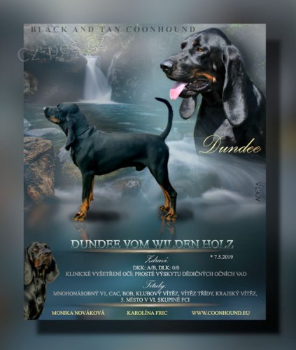 Nab�dka psa ke kryt� rasy Black and Tan Coonhound