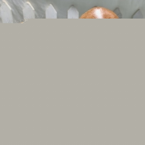 Prod�m kr�sn� �t��ata jezev��k� fenky a pejska.