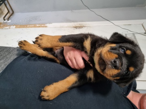 �t��ata rotvajlera