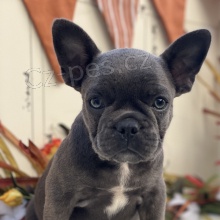 N�dhern� �t��ata francouzsk�ho buldo�ka