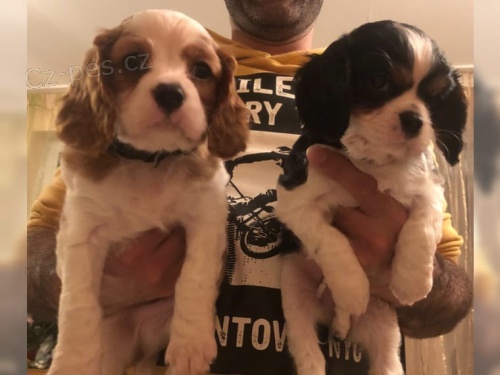 �t��ata kaval�r King Charles �pan�l bez PP