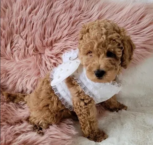 �t��ata -�erven�ho Pudl mu�i a �eny