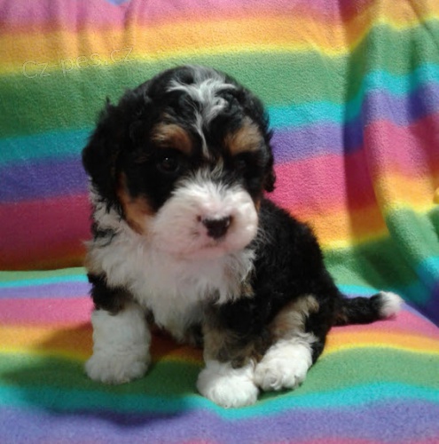 Prod�m kr�sn� v�no�n� �t��ata bernedoodle.