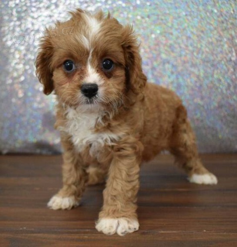 CAVAPOO mini �t���tka k adopci.