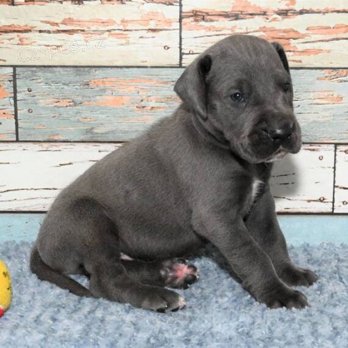 Mini �t��ata N�meck� dogy a feny k adopci.