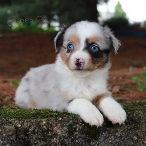 Prodej zdrav�ch a kr�sn�ch �t��at Australsk�ho ov��ka.