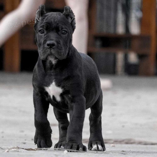 n�dhern� a zdrav� �t��ata Cane Corso na prodej.