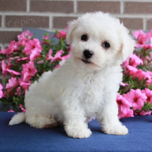 Prod�m �t��ata bi�onka MINI.