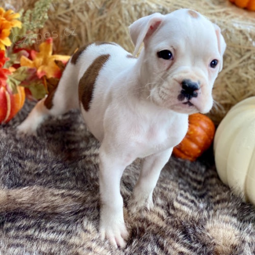 Kr�sn� n�meck� miniaturn� samec a samice Prod�m �t��ata boxera.