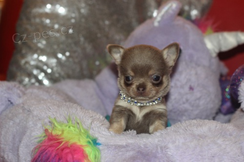 �ivava mini/�ivava mini/�ivava mini