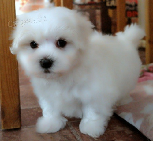 Prod�m mini �t���tka Malt�z�ka.