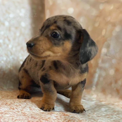 Prod�m zdrav� �t��ata Jezev��k�