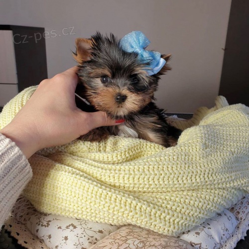 Prod�m roztomil� a kr�sn� mini �t���tka jork��rsk�ho teri�ra.