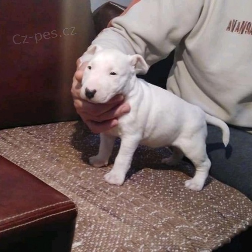 Rozko�n� bulteri�r jako v�no�n� d�rek.