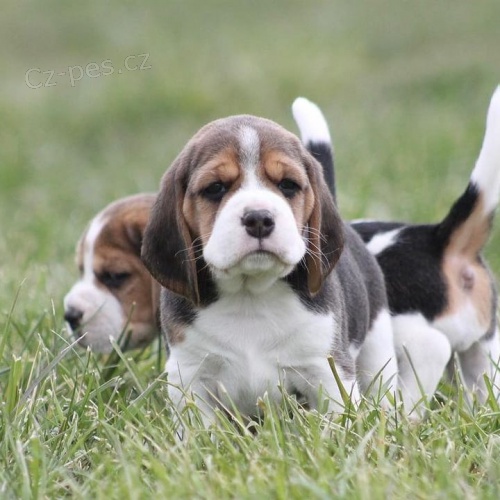 Prod�m kr�sn� �t��ata BEAGLE
