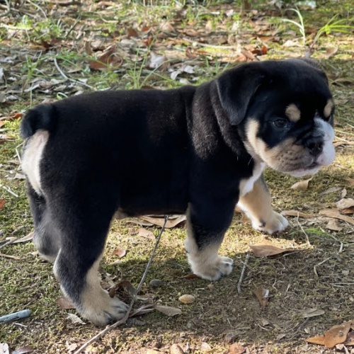 �t��ata anglick�ho buldoka k adopci.