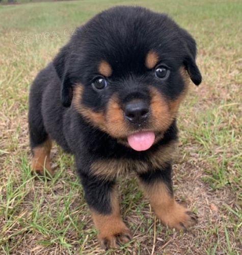 Nab�z�m �t���tka Rotwajleru