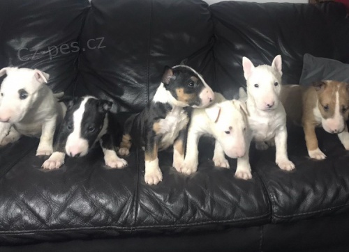 Miniaturn� bulteri�r s PP 