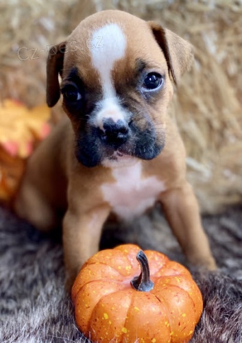 N�meck� boxer -kr�sn� a zdrav� �t�n�