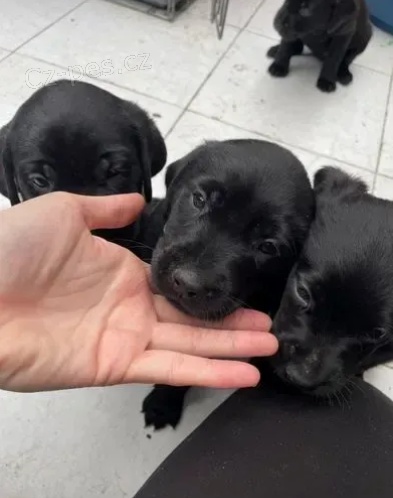 Kr�sn� �t��ata pointer