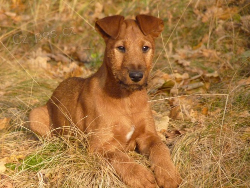 Irsk� teri�r �t�n� s PP