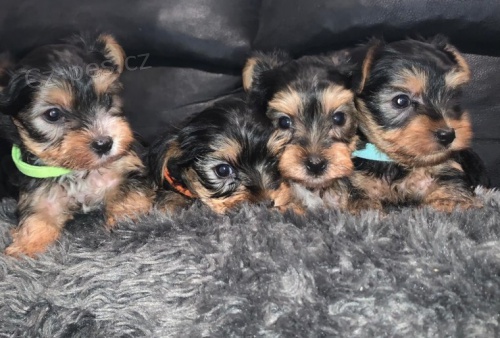 Prod�m �t��ata jork��rsk�ho teri�ra.