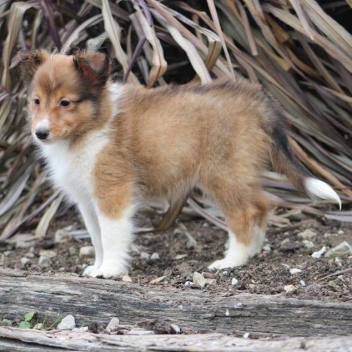 Prod�m �t��ata shetlandsk�ho ov��ka