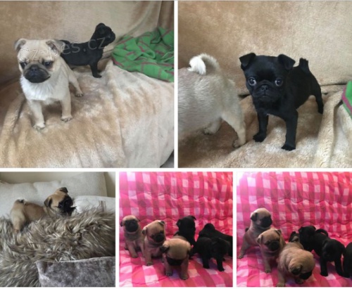 Prod�m kr�sn� b�ov� a �ern� �t��ata mopse