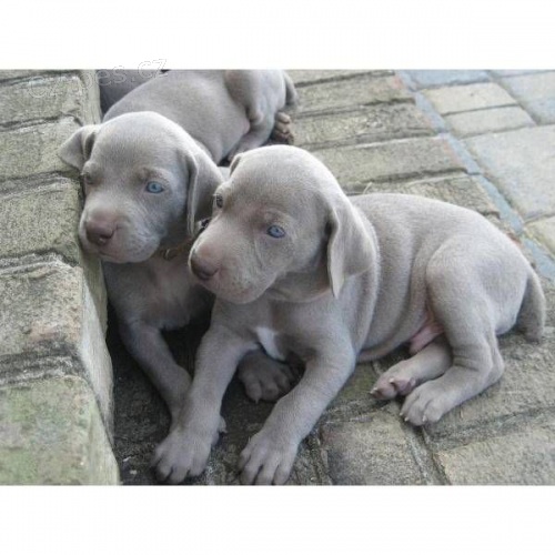 Kupte si k V�noc�m �t��ata v�marsk�ch oha��