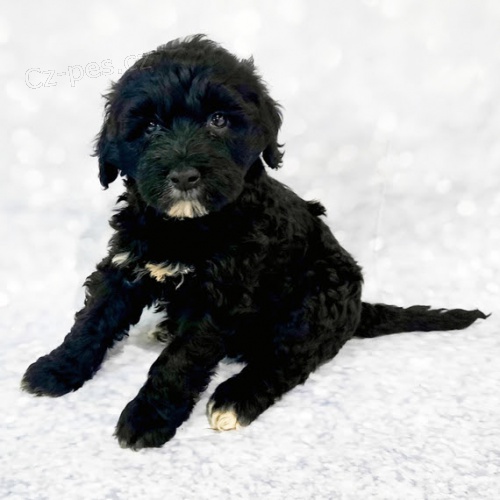 Prod�m kr�sn� �ern�, b�l� �t��ata portugalsk�ho vodn�ho psa.