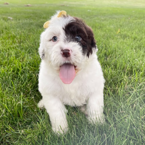 Prod�m �t��ata portugalsk�ho vodn�ho psa.