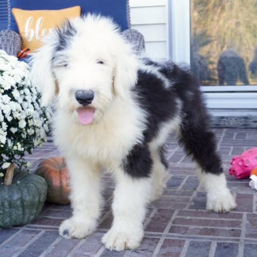 PROD�M �t��ata Star�ho Anglick�ho Ov��ka.