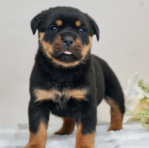 �t��ata rotvajlera k adopci zdarma