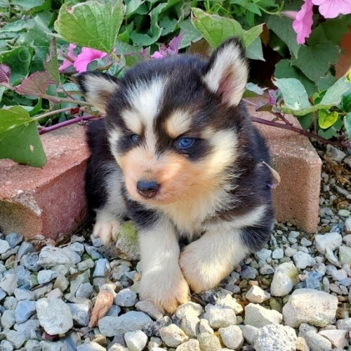 �t���tka MINI Pomskies pejsek a fenka k adopci zdarma