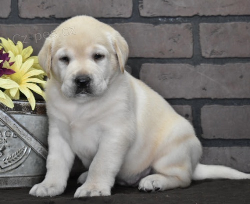 �t��ata pejska a fenky labradorsk�ho retr�vra jako d�rek zdarma.